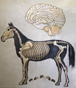 horse-copy-e1783004220581